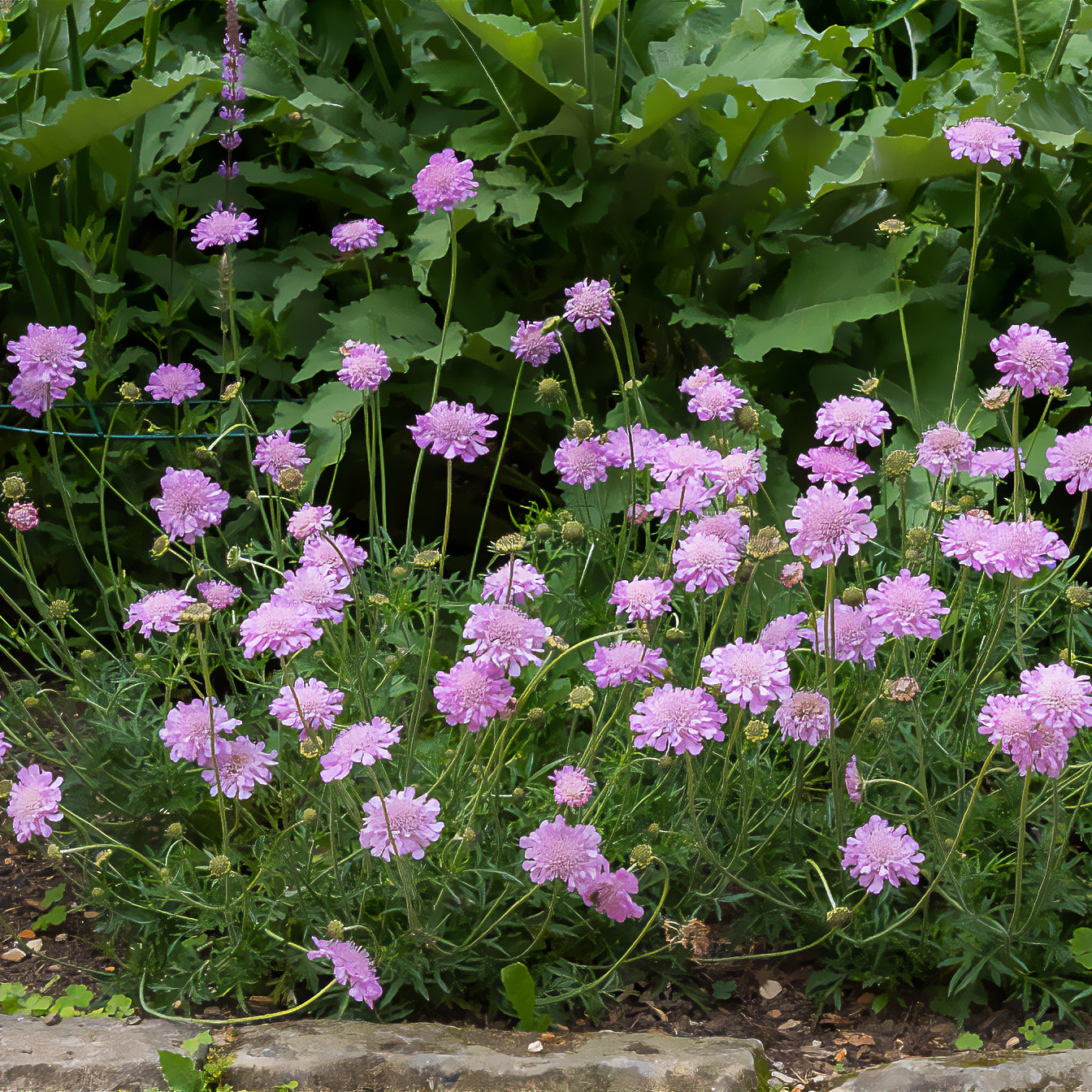 Scabiosa columbaria Pink Mist - Tauben-Skabiose 'Pink Mist' - Stauden