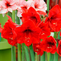 Amaryllis-Zwiebeln - Amaryllis - Amaryllis red lion