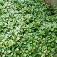 Pachysandra terminalis Green Carpet - Dickmännchen 'Green Carpet' (x3) - Stauden