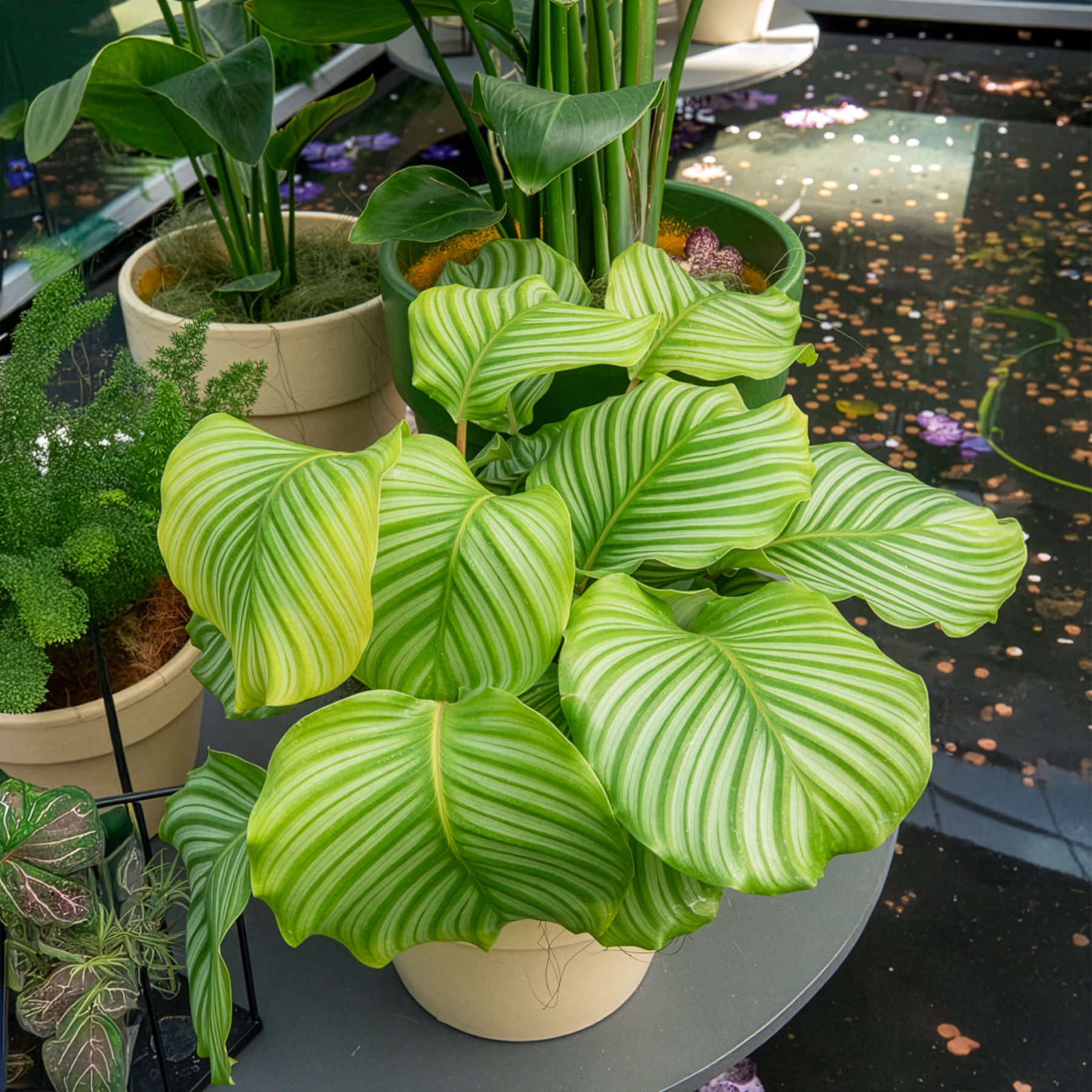 calathea orbifolia wie oft gießen Calathea orbifolia - Calathea orbifolia