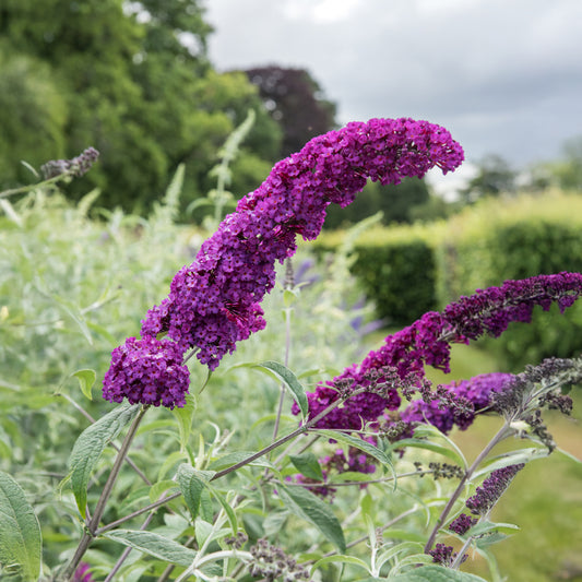 Schmetterlingsflieder Buddleja 'Royal Red' - Bakker