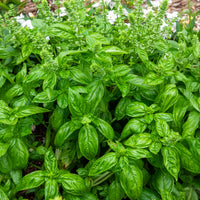 Basilikum 'Genovese' Bio