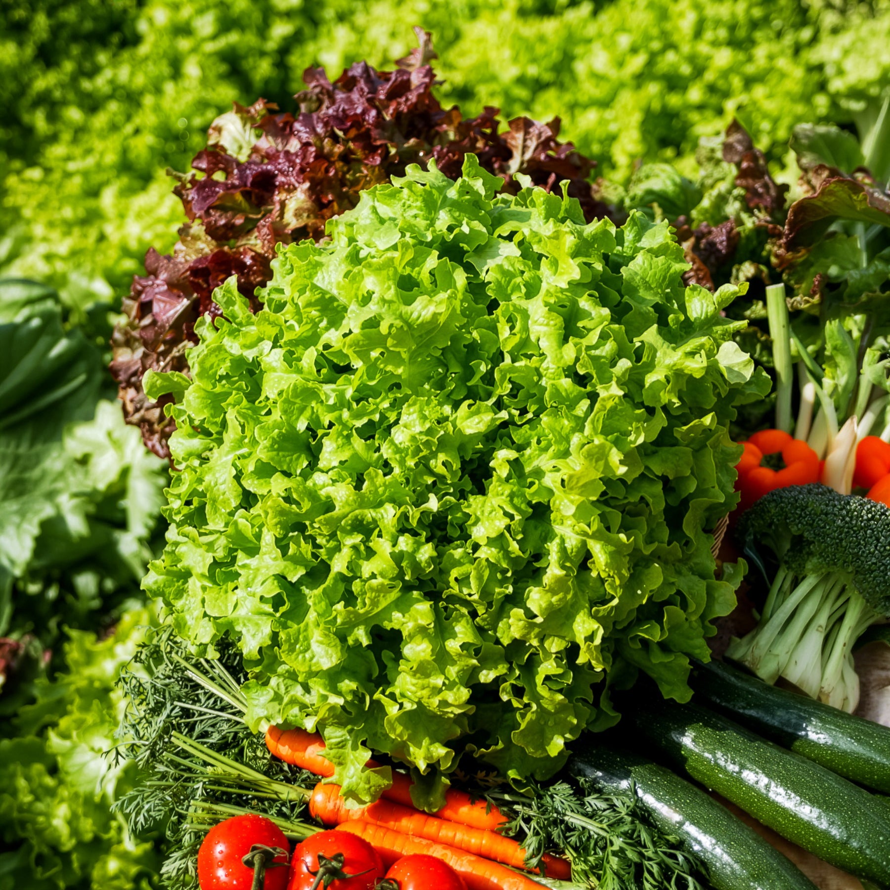 Samen für Salate - Pflücksalat ‘Salad Bowl’ Grün Bio - Lactuca salad bowl verte