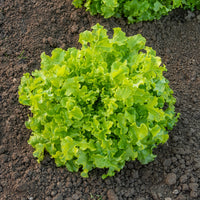 Lactuca salad bowl verte - Pflücksalat ‘Salad Bowl’ Grün Bio - Samen für Salate