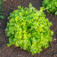 Pflücksalat ‘Salad Bowl’ Grün Bio - Bakker