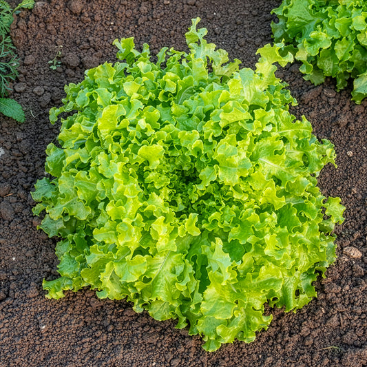 Pflücksalat ‘Salad Bowl’ Grün Bio - Bakker