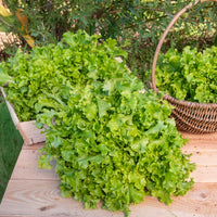 Pflücksalat ‘Salad Bowl’ Grün Bio - Lactuca salad bowl verte - Bakker