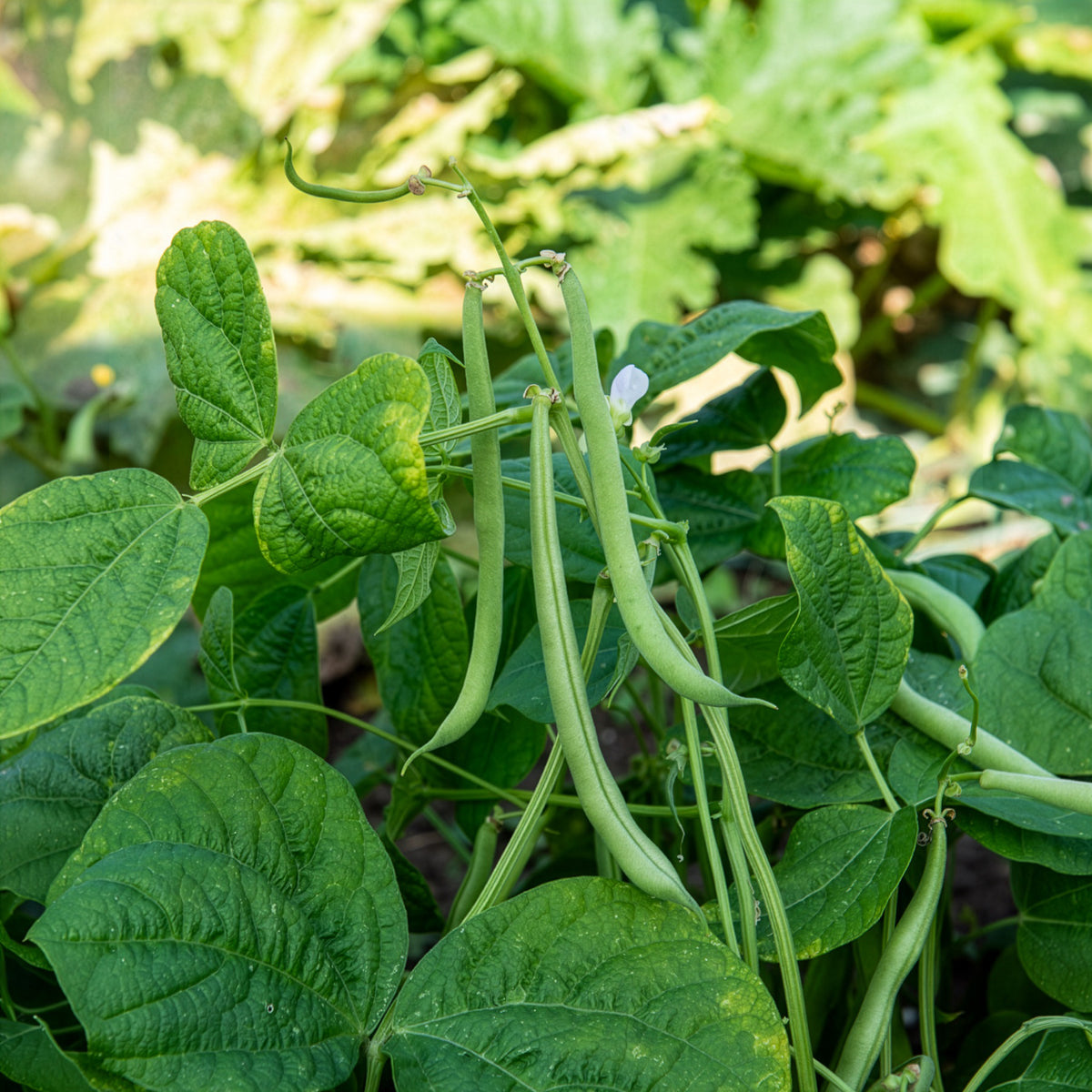 Buschbohne 'Maxi' - Bakker