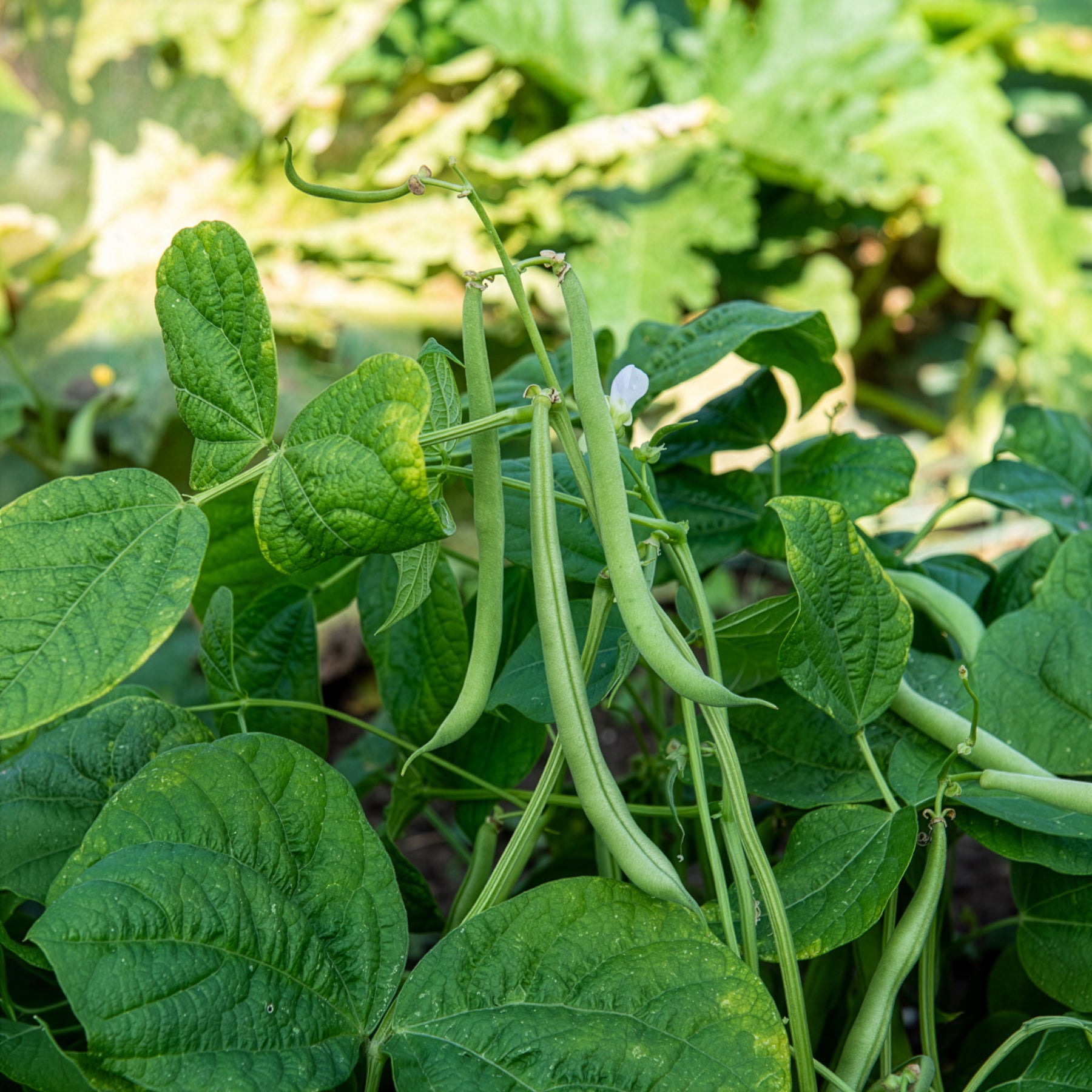 Buschbohne 'Maxi' - Bakker