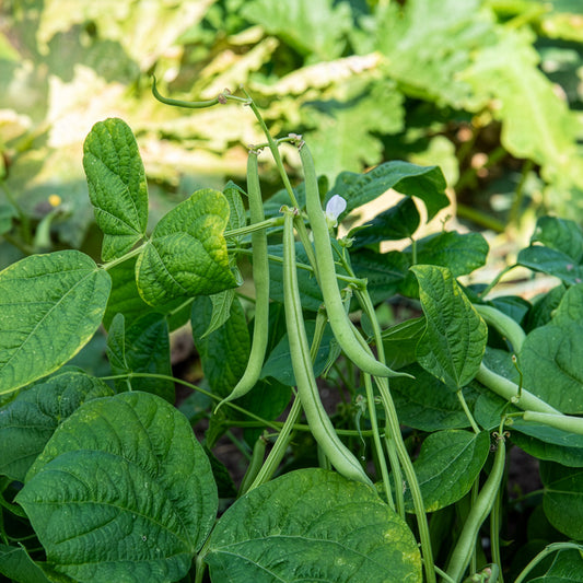 Buschbohne 'Maxi' - Bakker