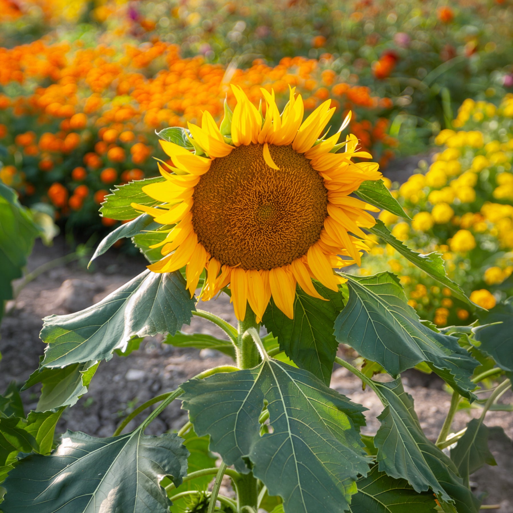 Samen für einjährige Blumen - Sonnenblume 'Sunspot' - Helianthus annuus Sunspot