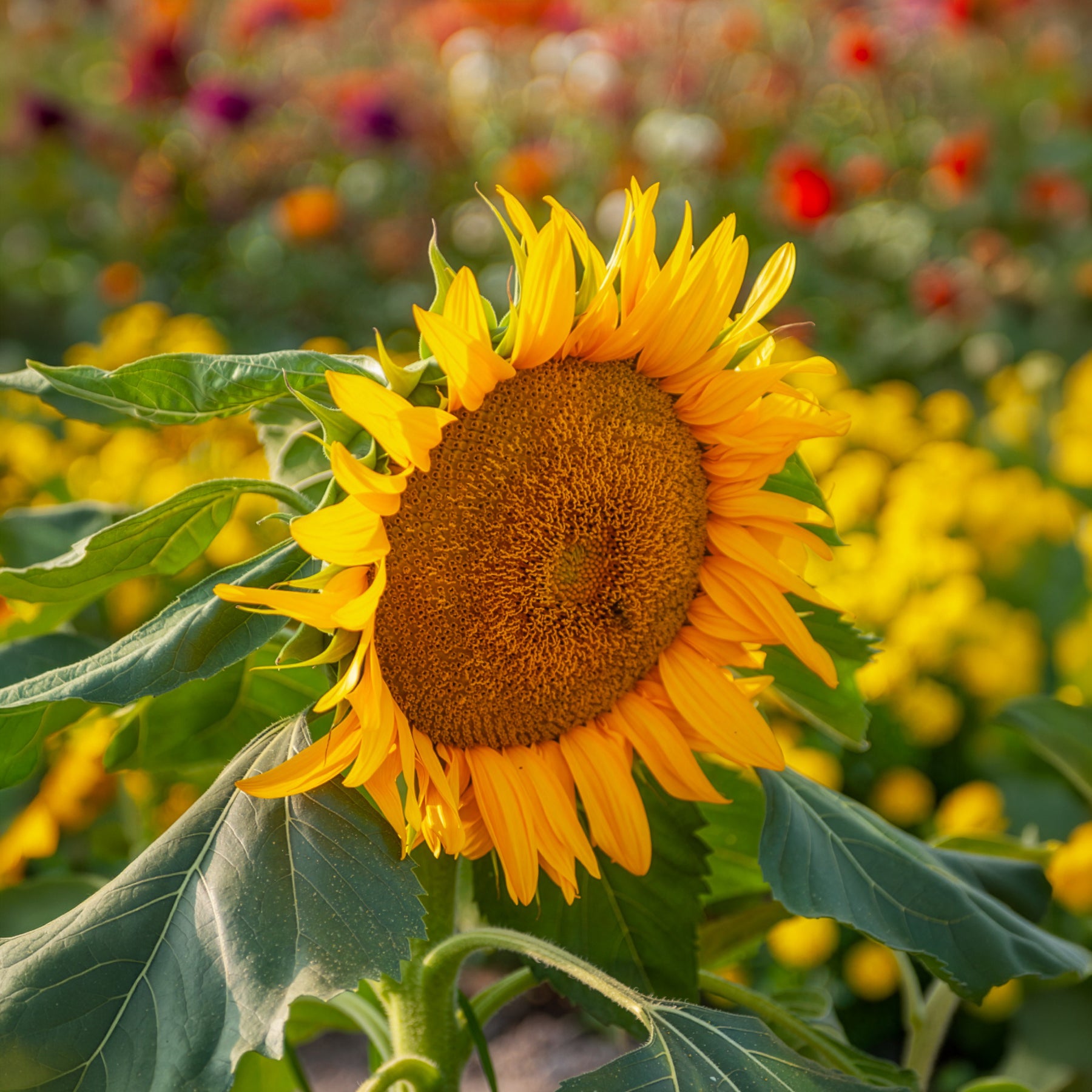 Helianthus annuus Sunspot - Sonnenblume 'Sunspot' - Samen für einjährige Blumen