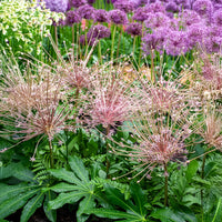 Allium schubertii - Schuberts Zierlauch (x5) - Allium-Zwiebeln