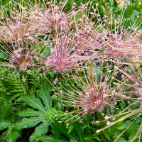 Schuberts Zierlauch (x5) - Allium schubertii - Bakker