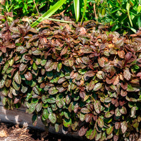 Rotblättriger Günsel 'Atropurpurea' - Ajuga reptans Atropurpurea - Bakker