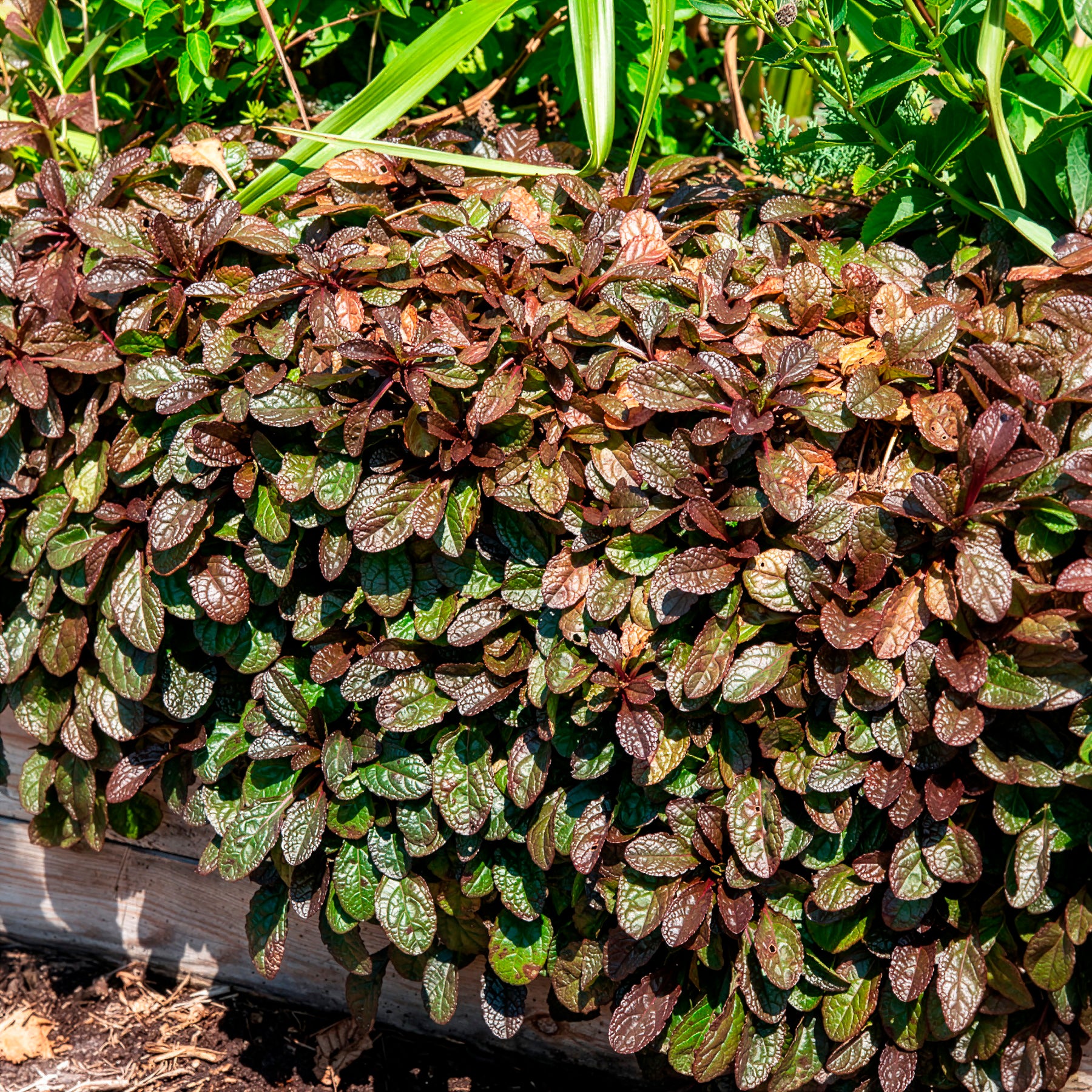 Rotblättriger Günsel 'Atropurpurea' - Ajuga reptans Atropurpurea - Bakker