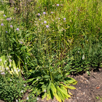 Succisa pratensis - Teufelsabbiss (x3) - Stauden