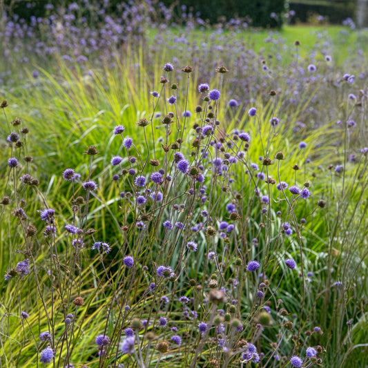 Teufelsabbiss - Bakker