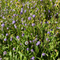 Teufelsabbiss (x3) - Succisa pratensis - Bakker