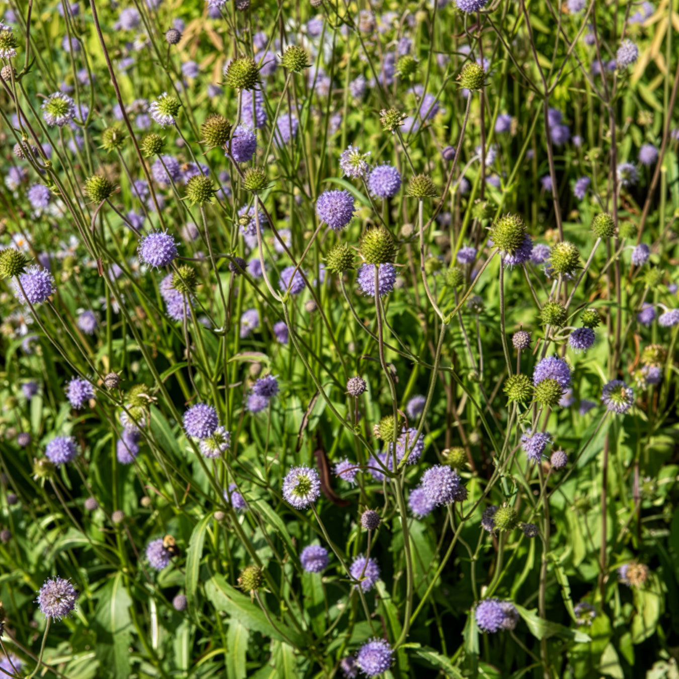 Teufelsabbiss (x3) - Succisa pratensis - Bakker