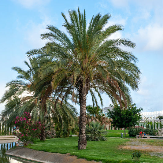 Kanarische Dattelpalme - Bakker