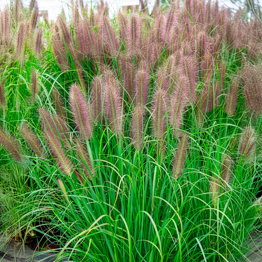 Lampenputzergras 'Red Head' - Bakker