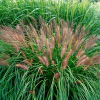 Pennisetum - Lampenputzergras 'Red Head' - Pennisetum alopecuroides red head