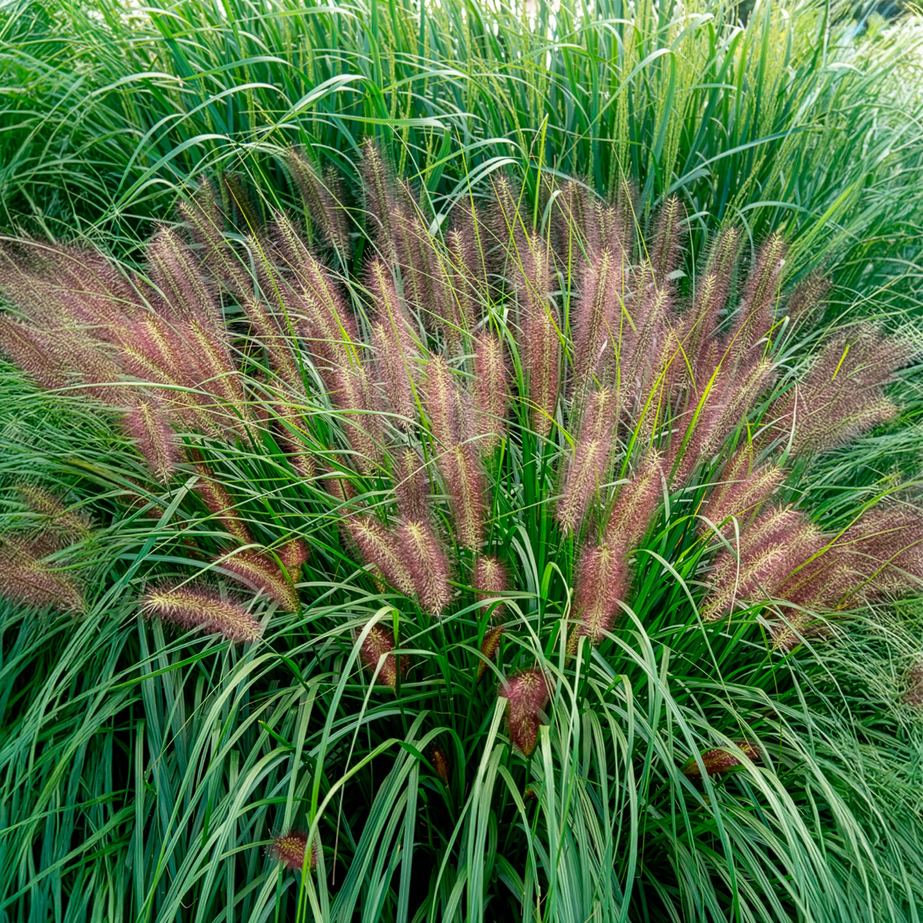 Pennisetum - Lampenputzergras 'Red Head' - Pennisetum alopecuroides red head