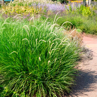 Lampenputzergras 'Fairy Tails' - Pennisetum orientale Fairy Tails - Bakker