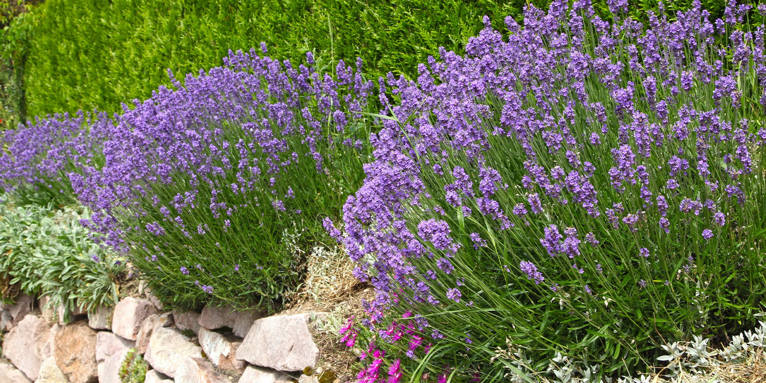 LAVENDEL10: 10 % Rabatt auf Lavendel