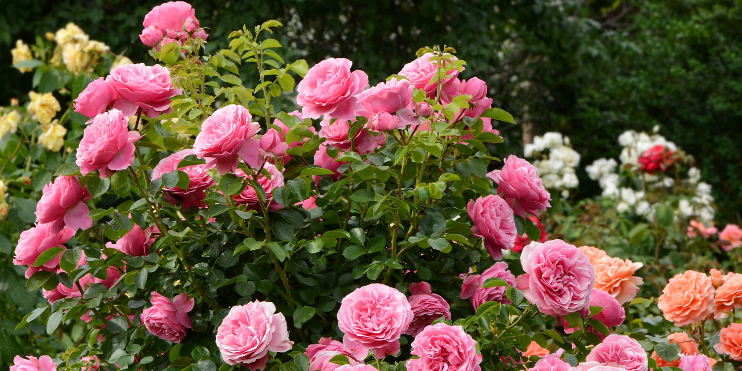 -15 % auf unsere Rosen mit ROSE15!