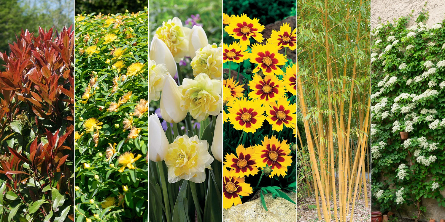 Pflanzenversand Pflanzen Online Kaufen