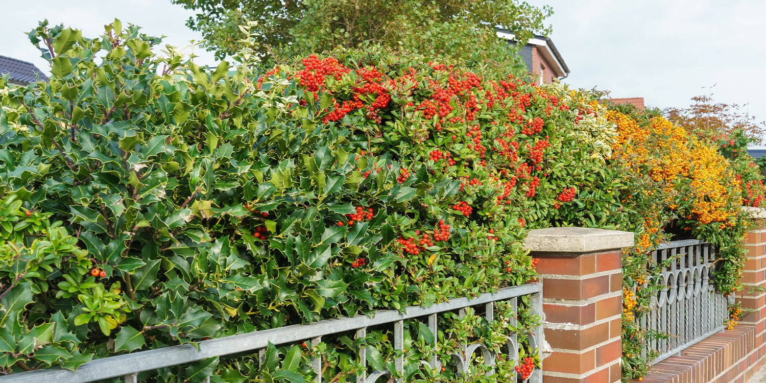 Bis zu -25% für die Zusammenstellung einer Gourmet-Hecke