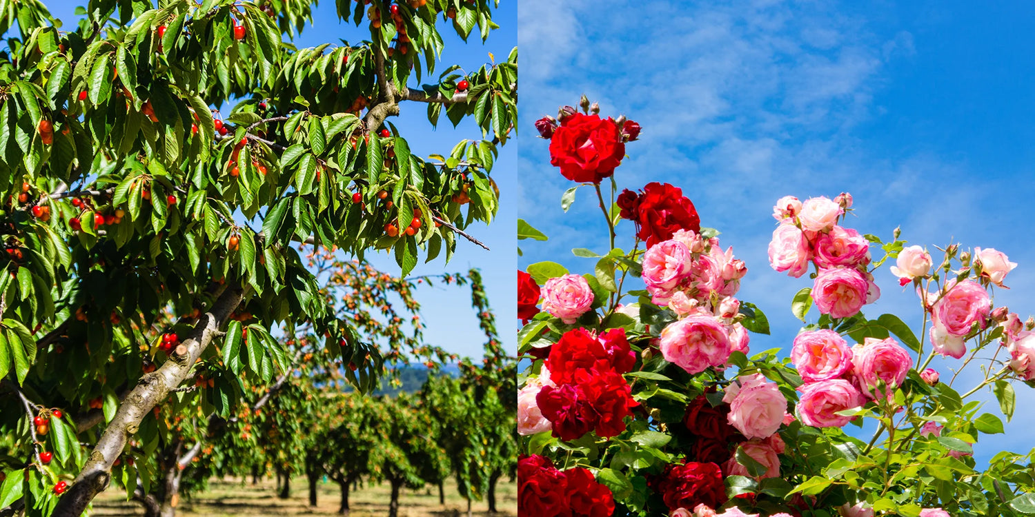 Lagerräumung: Obstbäume & Rosen bis zu -70%