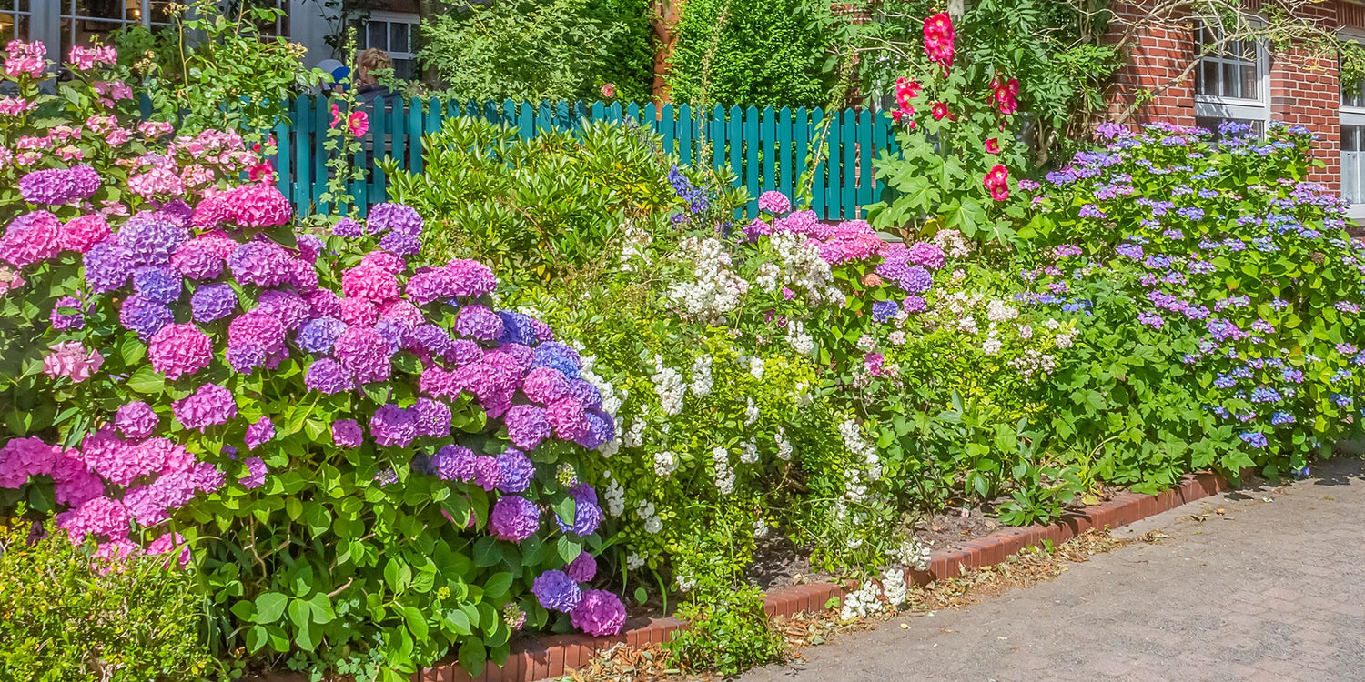 Ein blühender Sommer: 30% auf die gekaufte 2ᵉ Pflanze