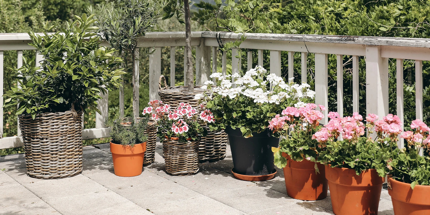 -20% Rabatt auf Pflanzen für Balkon und Terrasse!