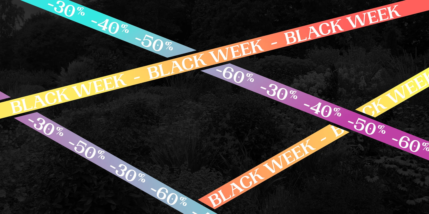 Black Week Stauden bis zu 60% Rabatt