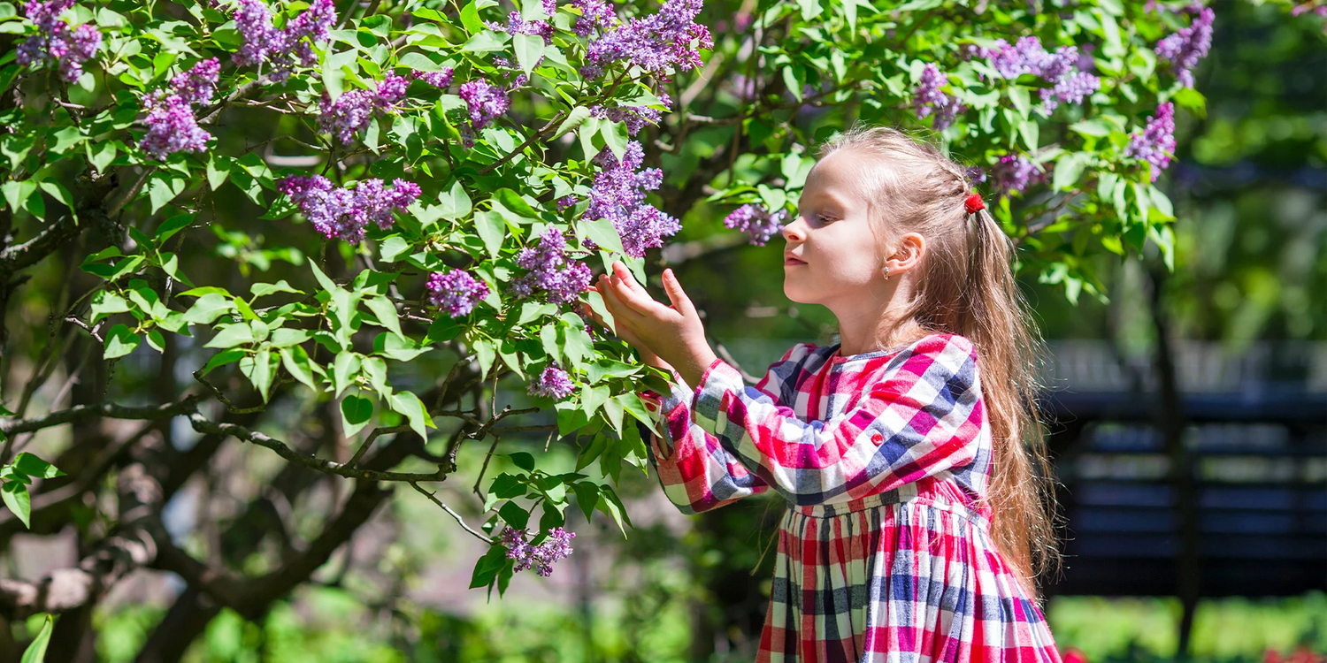 In duftender Garten bis zu -25%!