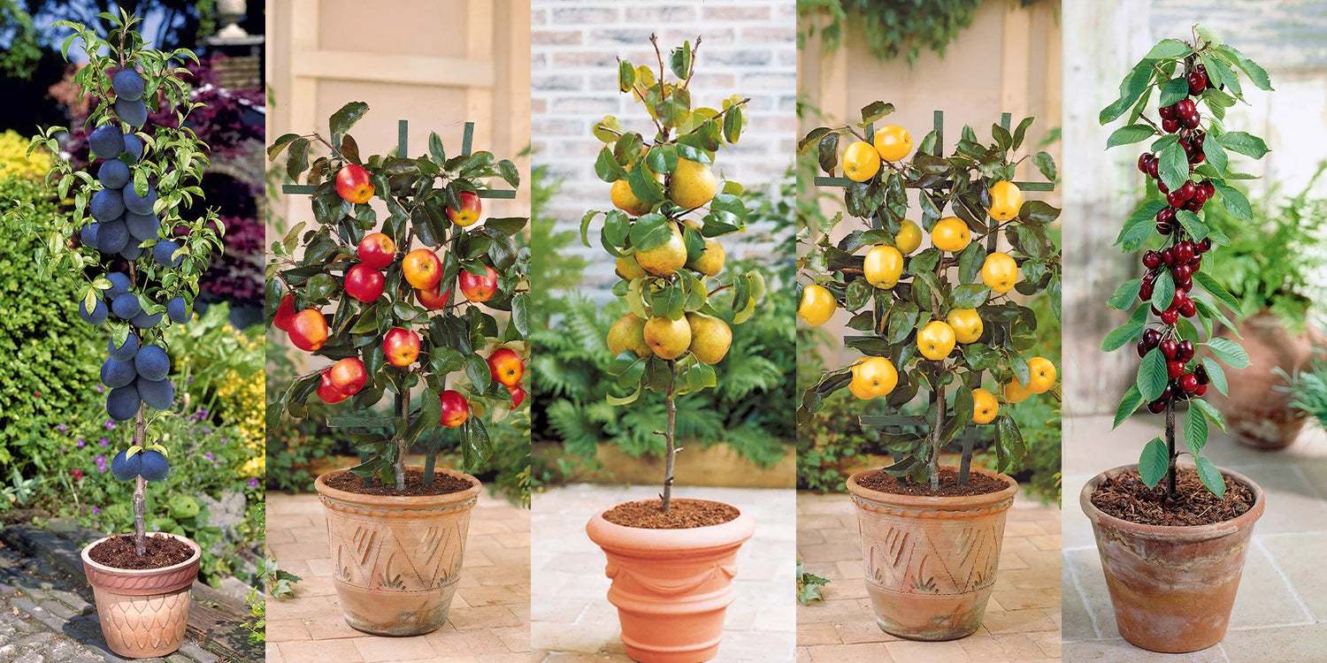 Top-Angebot! 5 Mini-Obstbäume mit 50% Rabatt