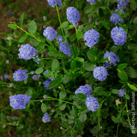 Säckelblume - Säckelblume Skylark - Ceanothus thyrsiflorus Skylark