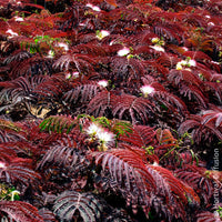 Verkauf Seidenbaum Summer Chocolate®. - Albizia julibrissin Summer Chocolate®