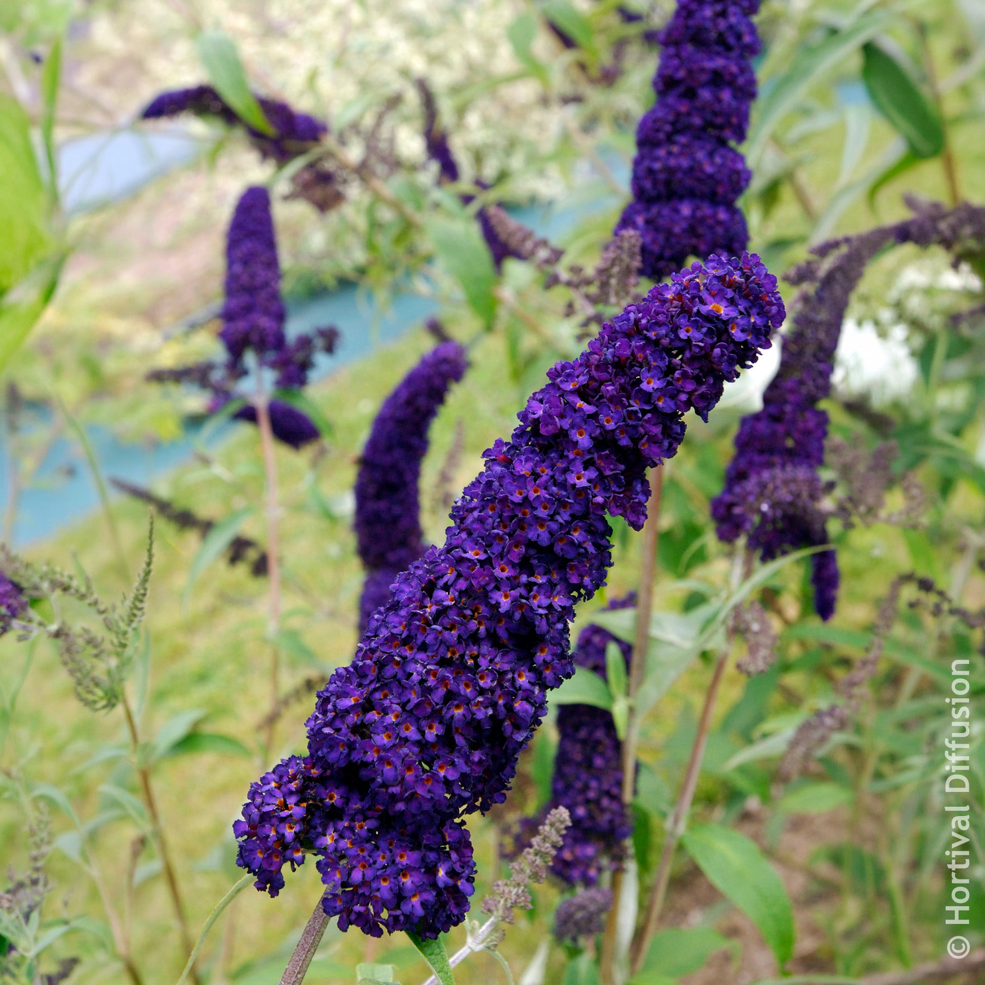 Verkauf Sommerflieder 'Black Knight' - Buddleja davidii Black Knight