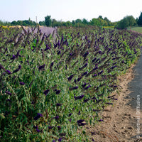 Verkauf Sommerflieder 'Black Knight'