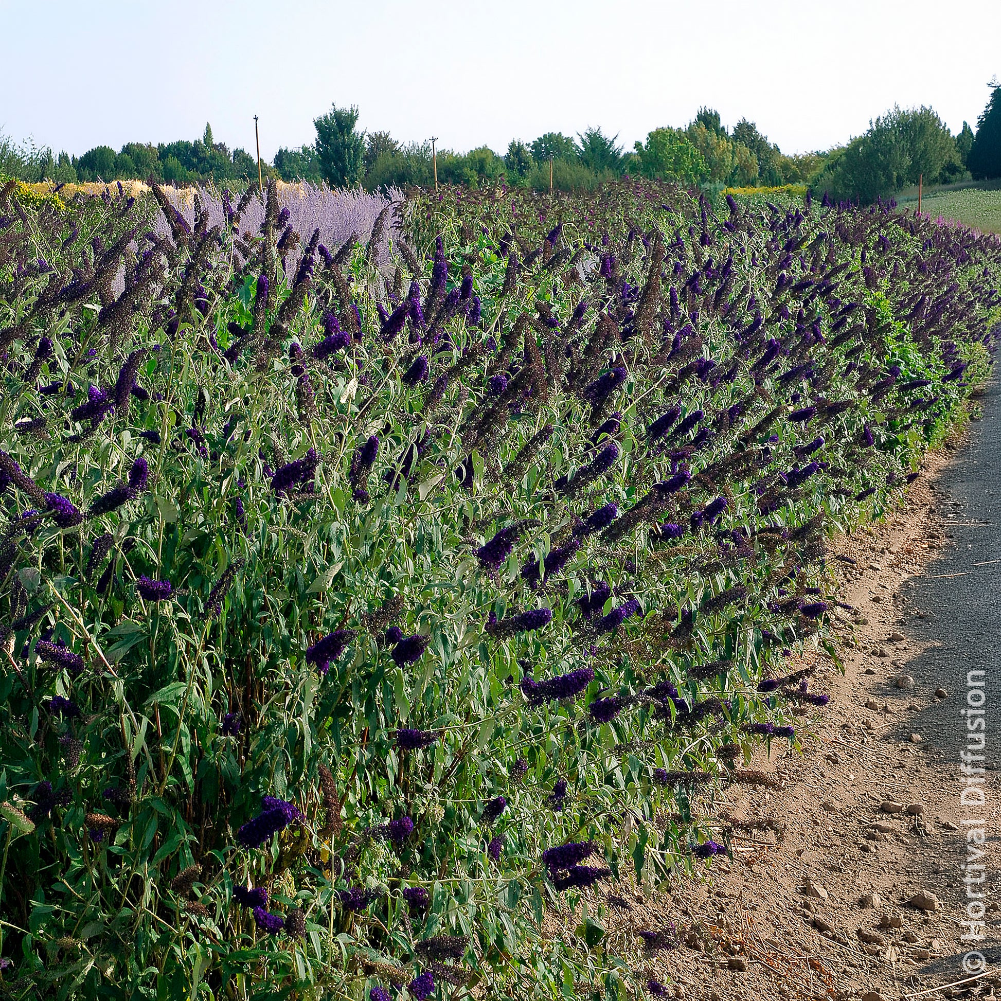 Verkauf Sommerflieder 'Black Knight'