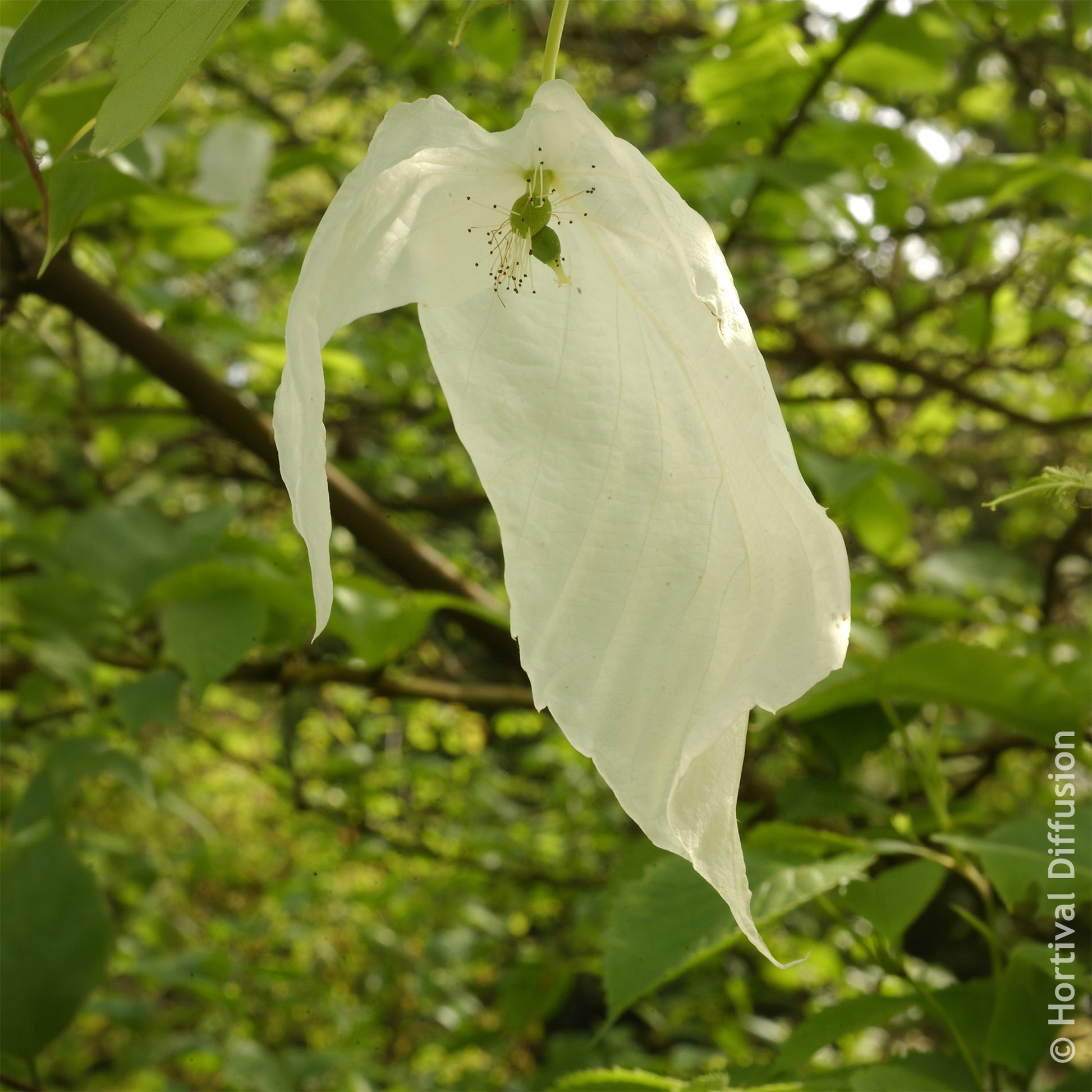 Taschentuchbaum - Blühende Sträucher - Bakker