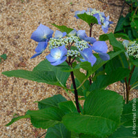 Hydrangea Zorro - Hortensie Zorro Blue - Hortensien