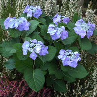 Hortensien - Hortensie Zorro Blue - Hydrangea Zorro