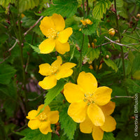 Verkauf Kerria japonica Golden Guinea - Ranunkelstrauch Golden Guinea