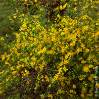 Ranunkelstrauch Golden Guinea - Blühende Sträucher - Bakker