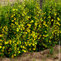 Verkauf Ranunkelstrauch Golden Guinea